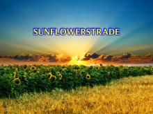 The best sunflower in Europe