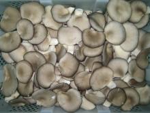 Fresh Oyster Mushroom