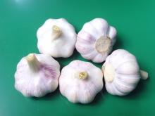 2011 Chinese Fresh Garlic