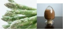 Asparagus Saponins
