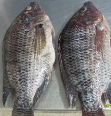  IQF   Tilapia   whole   round 