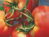 Tomato Paste