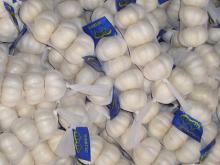  Hybrid   Garlic 