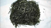 Aridae kelp