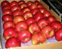 Red Star Aple in huge quantity for sell
