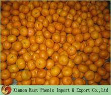 Baby Mandarin Orange E-008