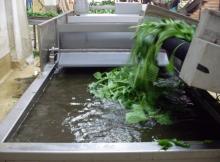  vegetable  process  line 