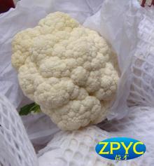 Fresh cauliflower(Chinese)