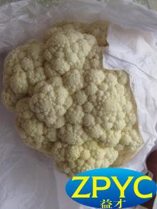 Fresh white cauliflower
