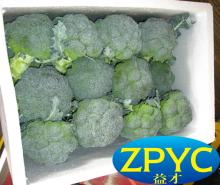 Fresh broccoli