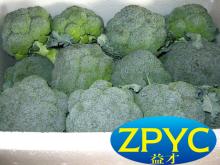 Chinese fresh broccoli