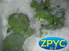 Fresh broccoli with ice