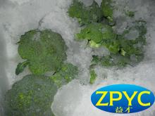 Fresh broccoli new
