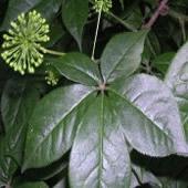 Siberian Ginseng P.E.0.8%