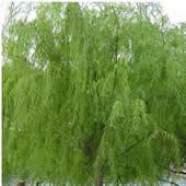 White Willow Bark P.E10%,15%,25%,50%,98%