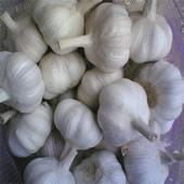 Garlic Extract