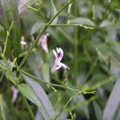  Andrographis   Extract 98%