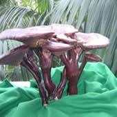 Cracked Ganoderma Spores Powde