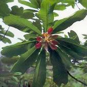 Officinal Magnolia Bark P.E.2%~98%