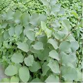 Gentrin Knotweed P.E.50%,80%,98%