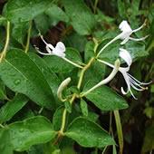Honeysuckle Flower P.E.5%,98%