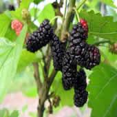 Mulberry Extract