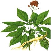  Ginseng  Extract 30%,  80 %