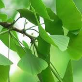Ginkgo Leaf P.E.24%