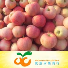 Chinese  Red   Apple  Fruit