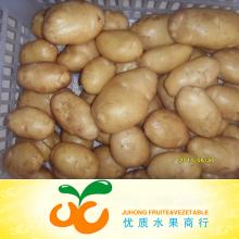 Fresh Holland Potato