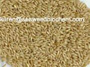 Oat Extract