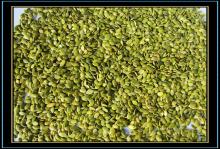 Pumpkin Seed Kernel