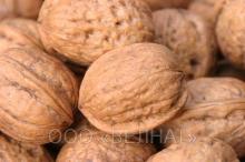 walnut in shell