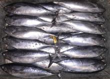 bonito tuna fish