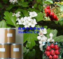  Hawthorn   Leaf  extract