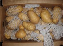 fresh potato