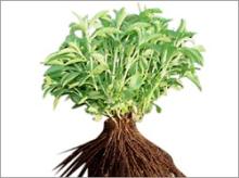  stevia   plants 