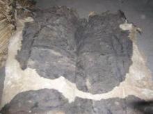 DRY AND  WET  SATED  COW  HIDE