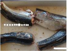 canned mackerel