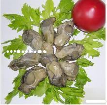canned boiled oyster