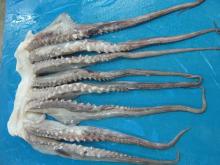 giant squid tentacles