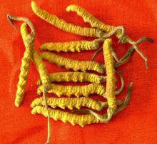  Cordyceps  P.E.