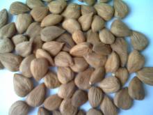 apricot kernels