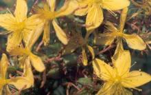 St Johns Wort Extract