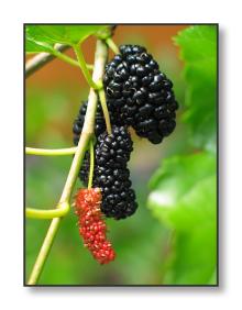 Mulberry Extract