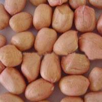 Peanut Kernels raw