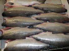  Alaska   salmon 