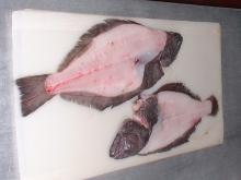 greeland halibut