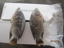 Frozen whole round  tilapia   500 - 800g 