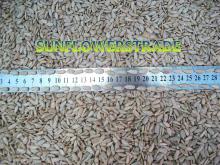 Sunflower Kernel